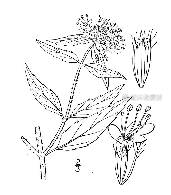 古植物学植物插图:柯ellia clinopodioides，紫苏山薄荷